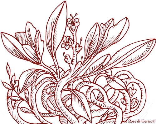 le_Rose_di_Gerico_Anastatica_Hierochuntica_sito le_Rose_di_Gerico_Anastatica_Hierochuntica_sito